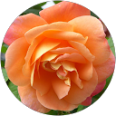 Jane Bentley profile picture